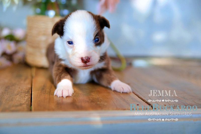 Red tri mini aussie with blue eyes miniature australian shepherd puppies for sale TN, CA, CO, FL, NC, VT, SC, GA, OH, IN