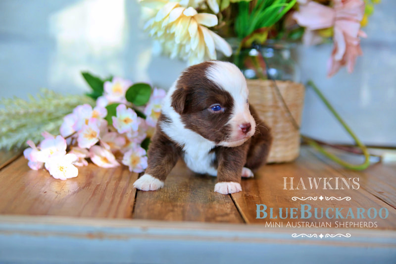 Blue merle mini aussie with blue eyes miniature australian shepherd puppies for sale TN, CA, CO, FL, NC, VT, SC, GA, OH, IN