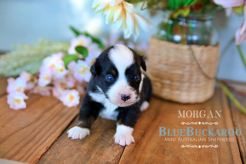 Black tri mini aussie with blue eyes miniature australian shepherd puppies for sale TN, CA, CO, FL, NC, VT, SC, GA, OH, IN