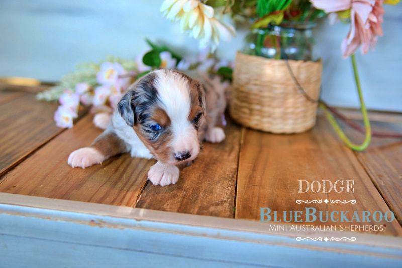 Blue merle mini aussie with blue eyes miniature australian shepherd puppies for sale TN, CA, CO, FL, NC, VT, SC, GA, OH, IN