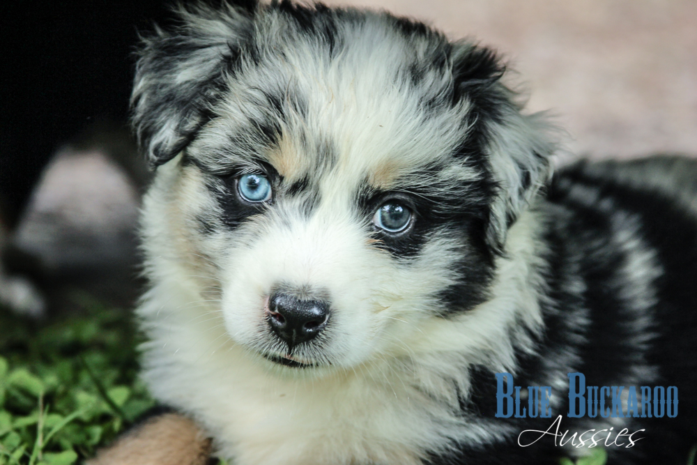 Blue Buckaroo Mini Aussies - Australian Shepherd Puppies. Australian Puppies For / Nashville, TN