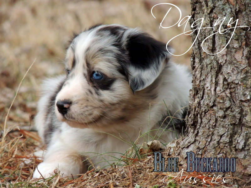Buckaroo Mini - Miniature Australian Shepherd Puppies. Mini Australian Shepherd Puppies For Sale / Nashville, TN