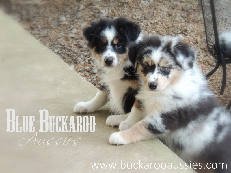 Blue Buckaroo Mini Aussies - Miniature Australian Puppies. Mini Australian Shepherd Puppies For Sale / Nashville, TN
