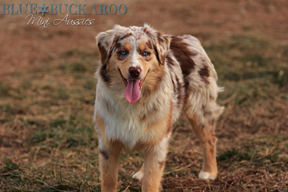 Red merle mini aussie with blue eyes
