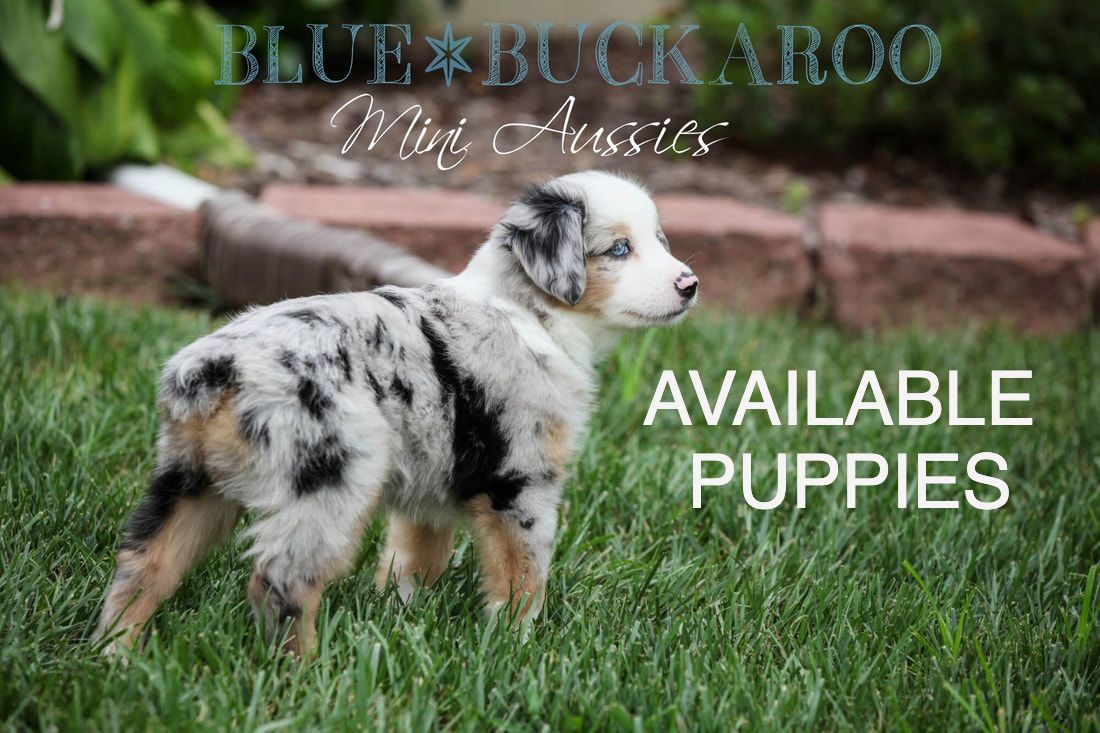 Mini Aussie puppies for sale in Tennessee