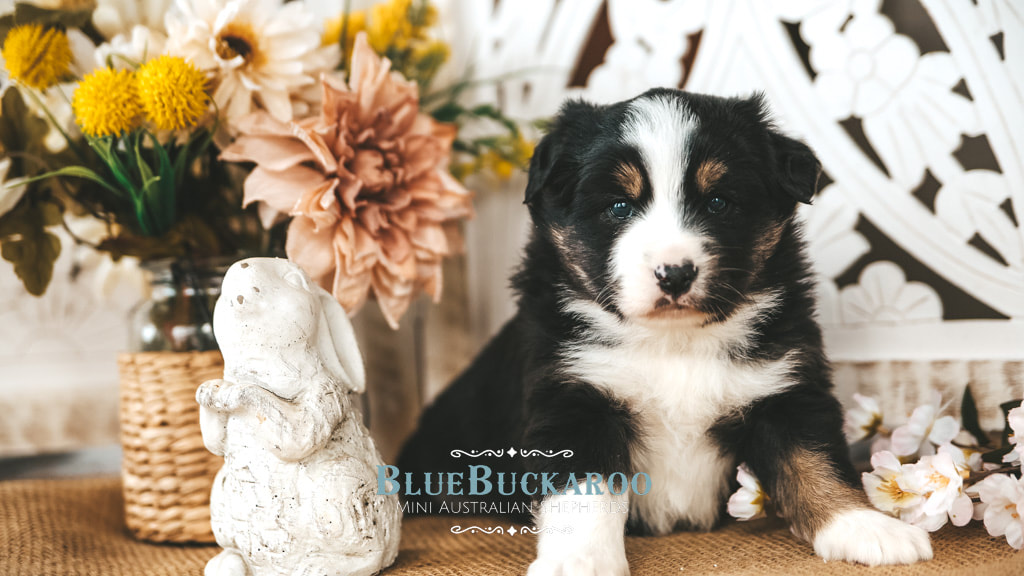 Black Tri with blue eyes miniature australian shepherd puppies for sale TN, CA, CO, FL, NC, VT, SC, GA, OH, IN