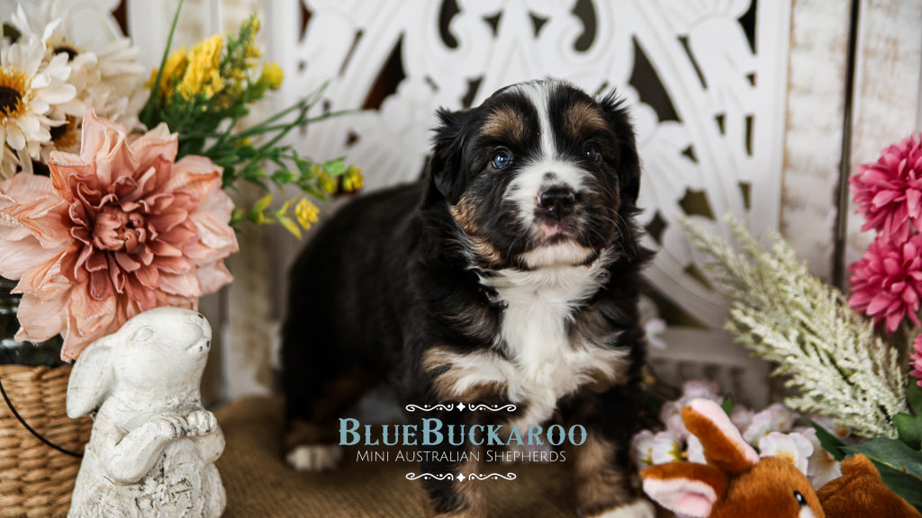 Blue Merle with blue eyes miniature australian shepherd puppies for sale TN, CA, CO, FL, NC, VT, SC, GA, OH, IN