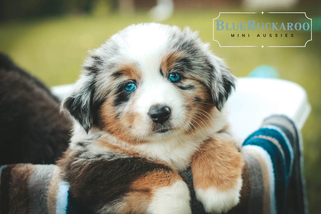 Mini Aussie Colors - Merle, Solid-Colored & More!
