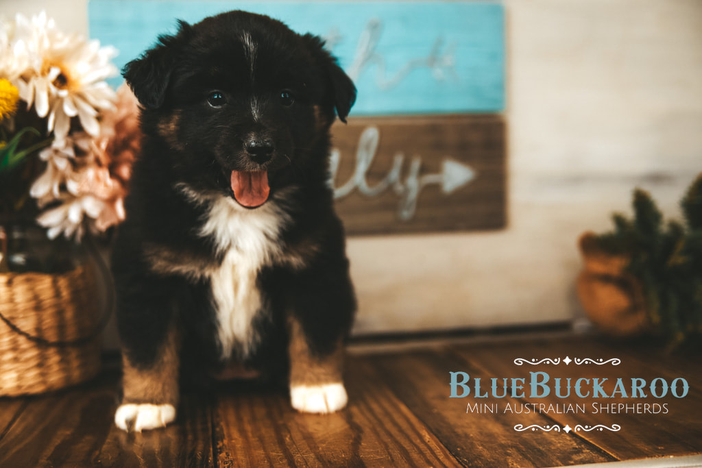 Blue Merle mini aussie puppy for sale TN, TX, CA, FL, NC, VI, IN, CO 